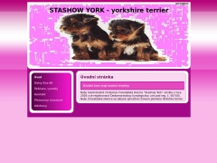 STASHOW YORK - yorkshire terrier